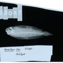 Image of Long-fin righteye flounder