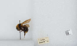 Image de Bombus insularis (Smith 1861)