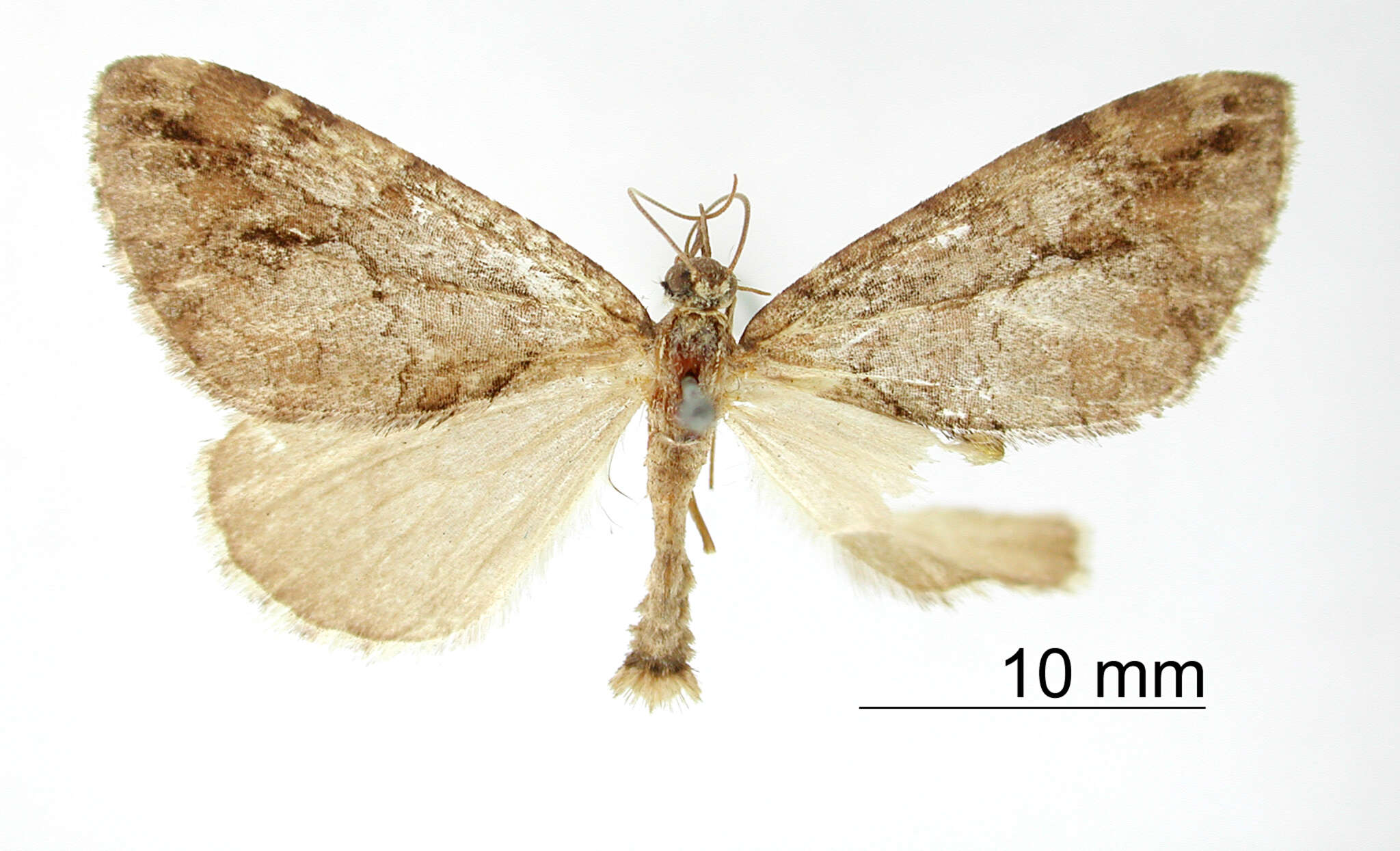 Image of Hydriomena cynosura Druce 1893