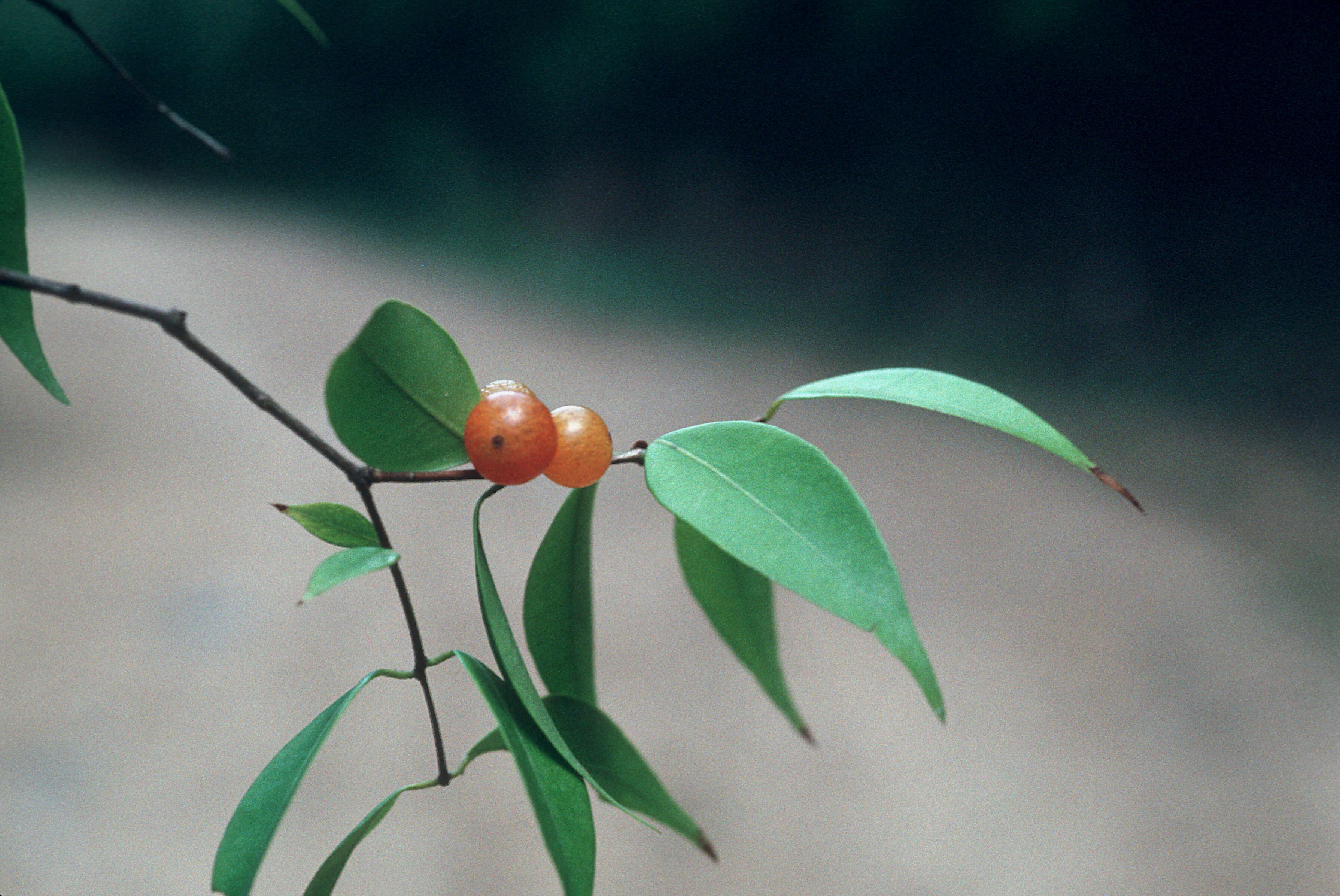 Imagem de Myrciaria floribunda (West ex Willd.) Berg