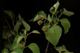 Image of Cordia seleriana Fern.