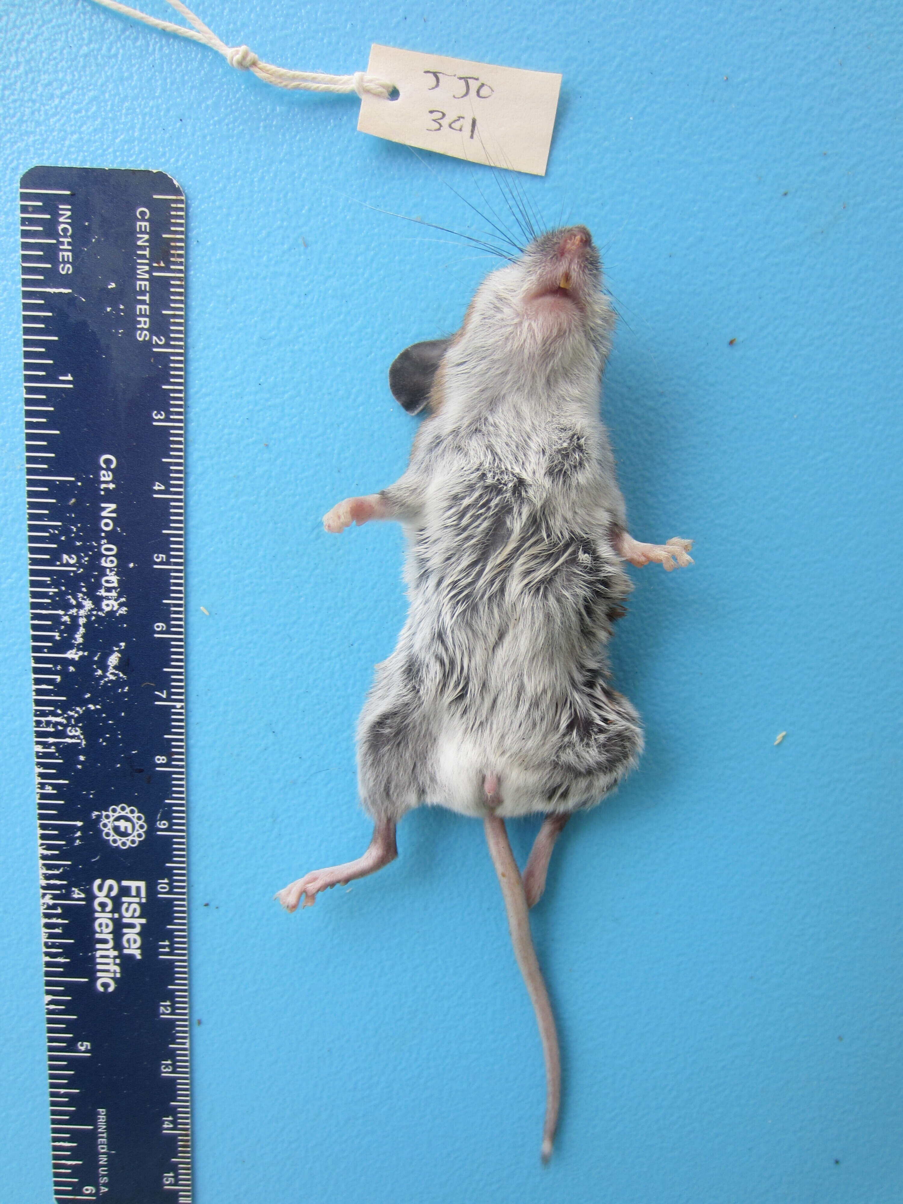 Image of White-footed Deermouse