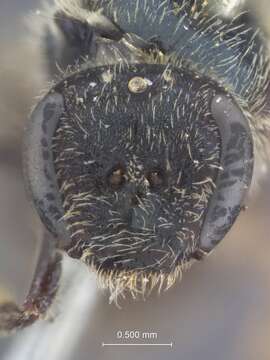 Image of Halictus