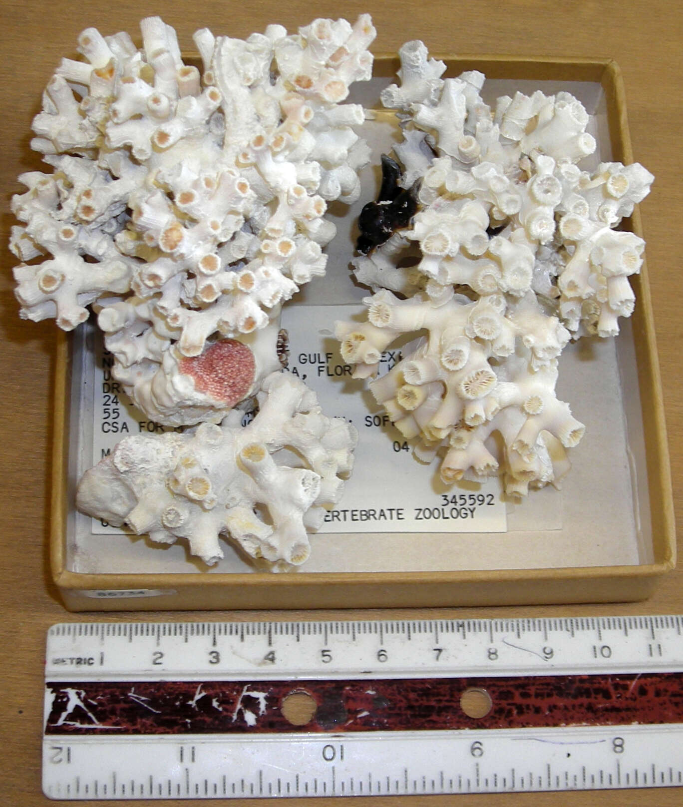 Image of tube coral