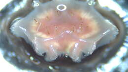 Image of Myzostomatidae