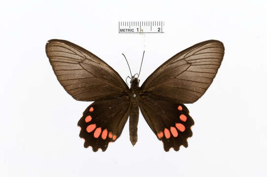 Parides panthonus (Cramer (1780)) resmi