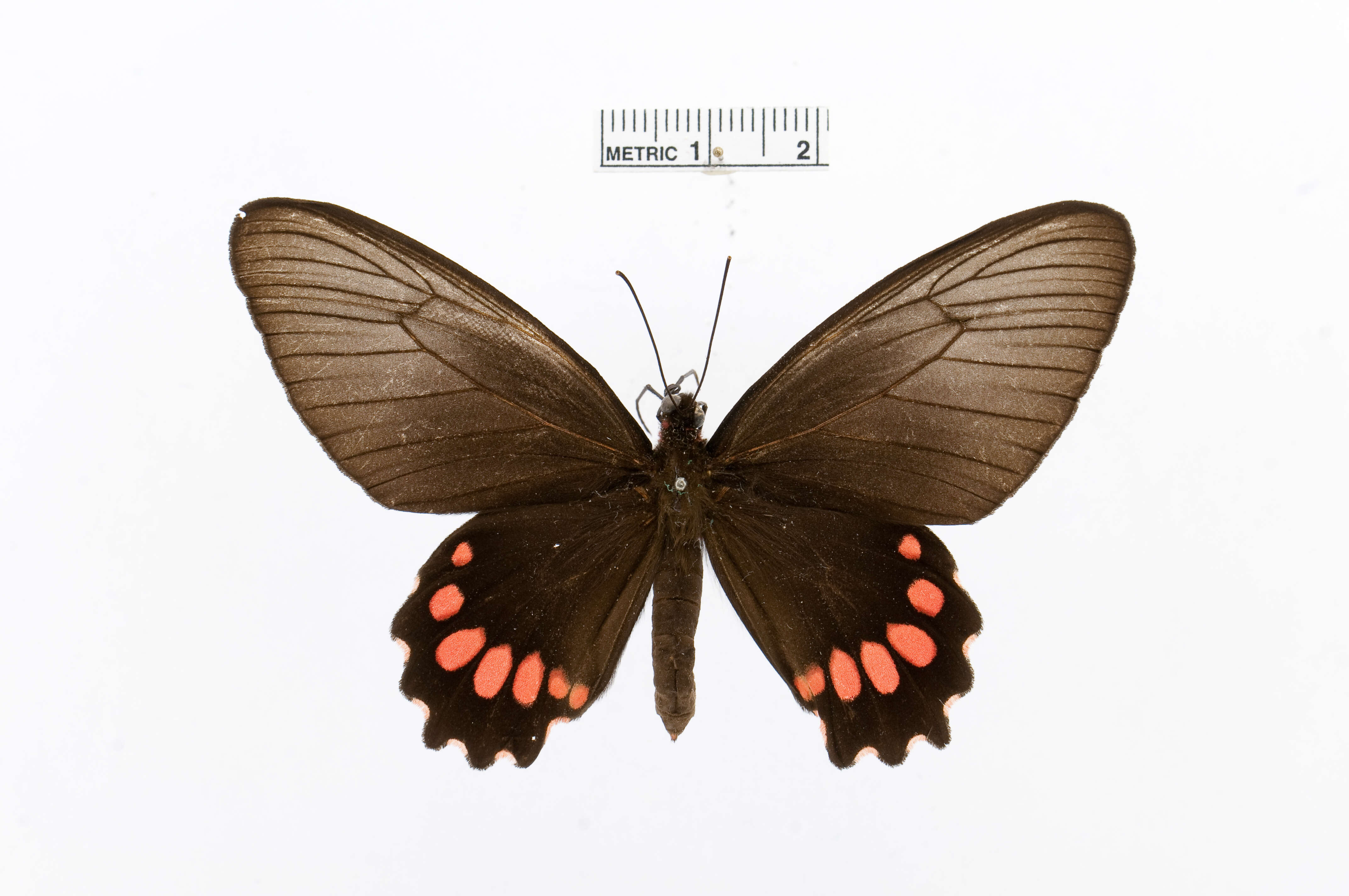 Sivun Parides panthonus (Cramer (1780)) kuva