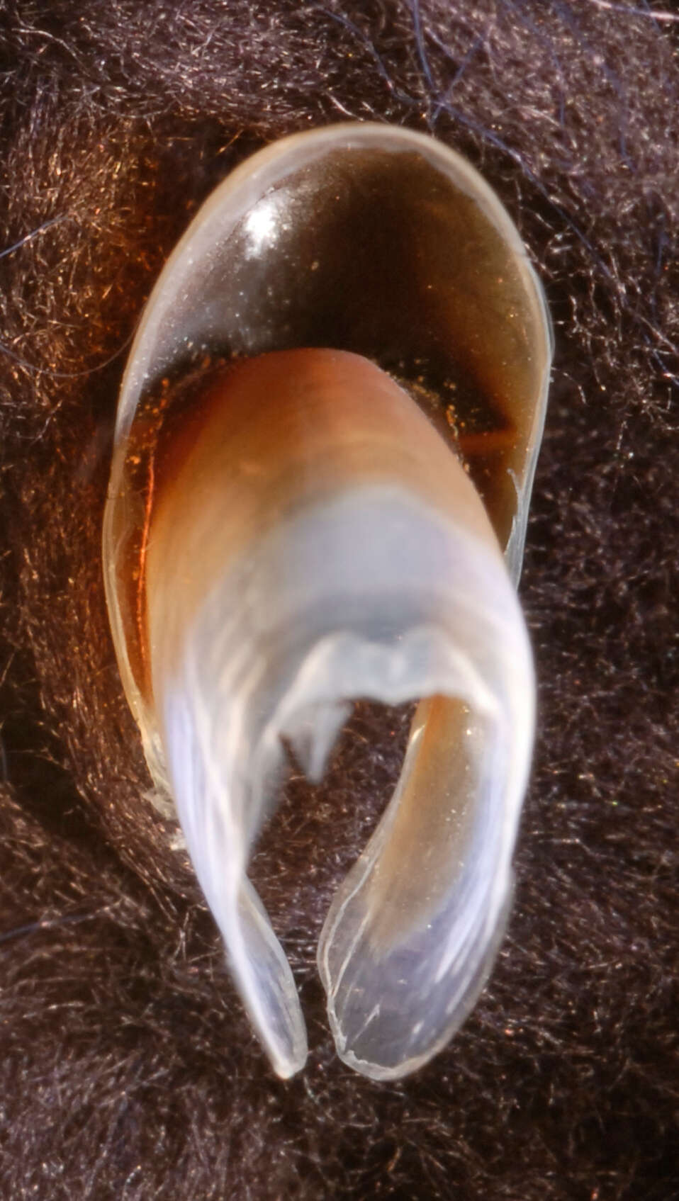 Image of arrow-finned squid