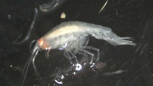 Image of Amphipoda