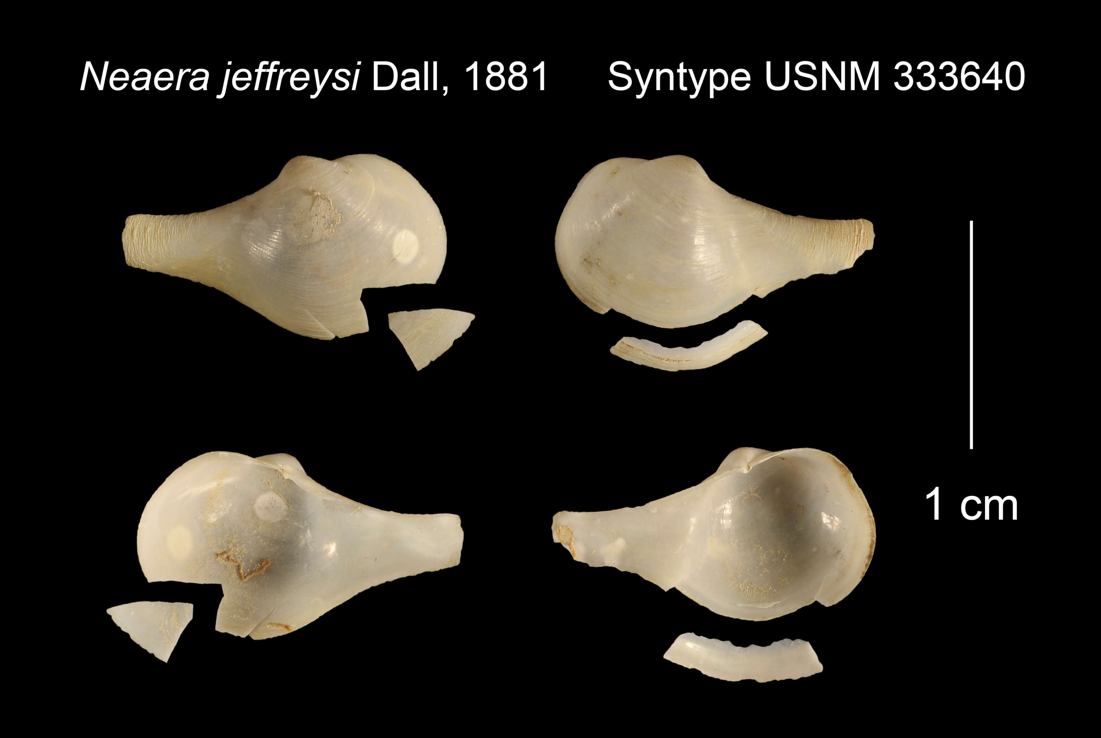 Image de Cuspidaria jeffreysi (Dall 1881)