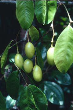 Image of Gnetum camporum (Markgr.) D. W. Stev. & Zanoni