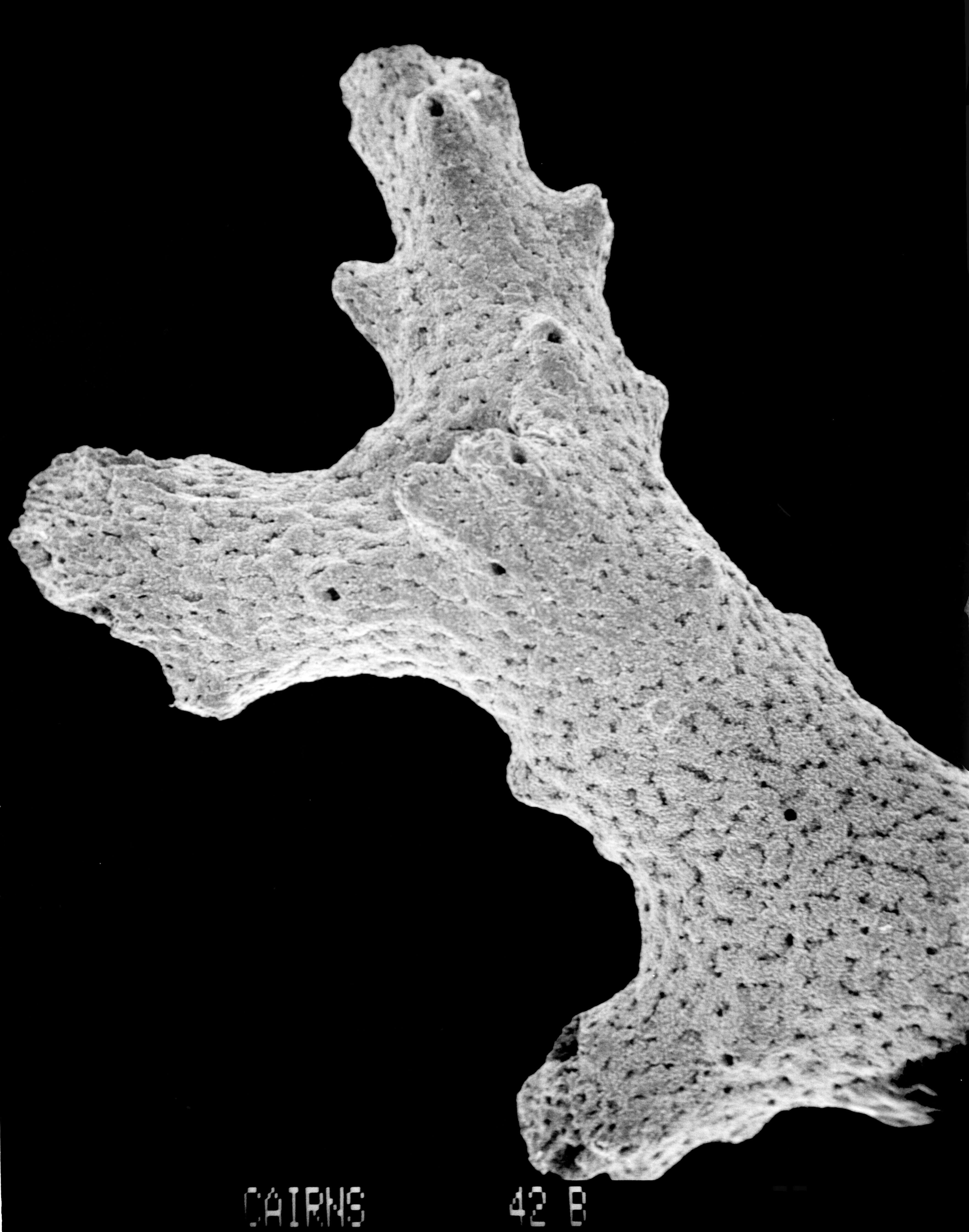 Image of Lepidopora sarmentosa Boschma 1968