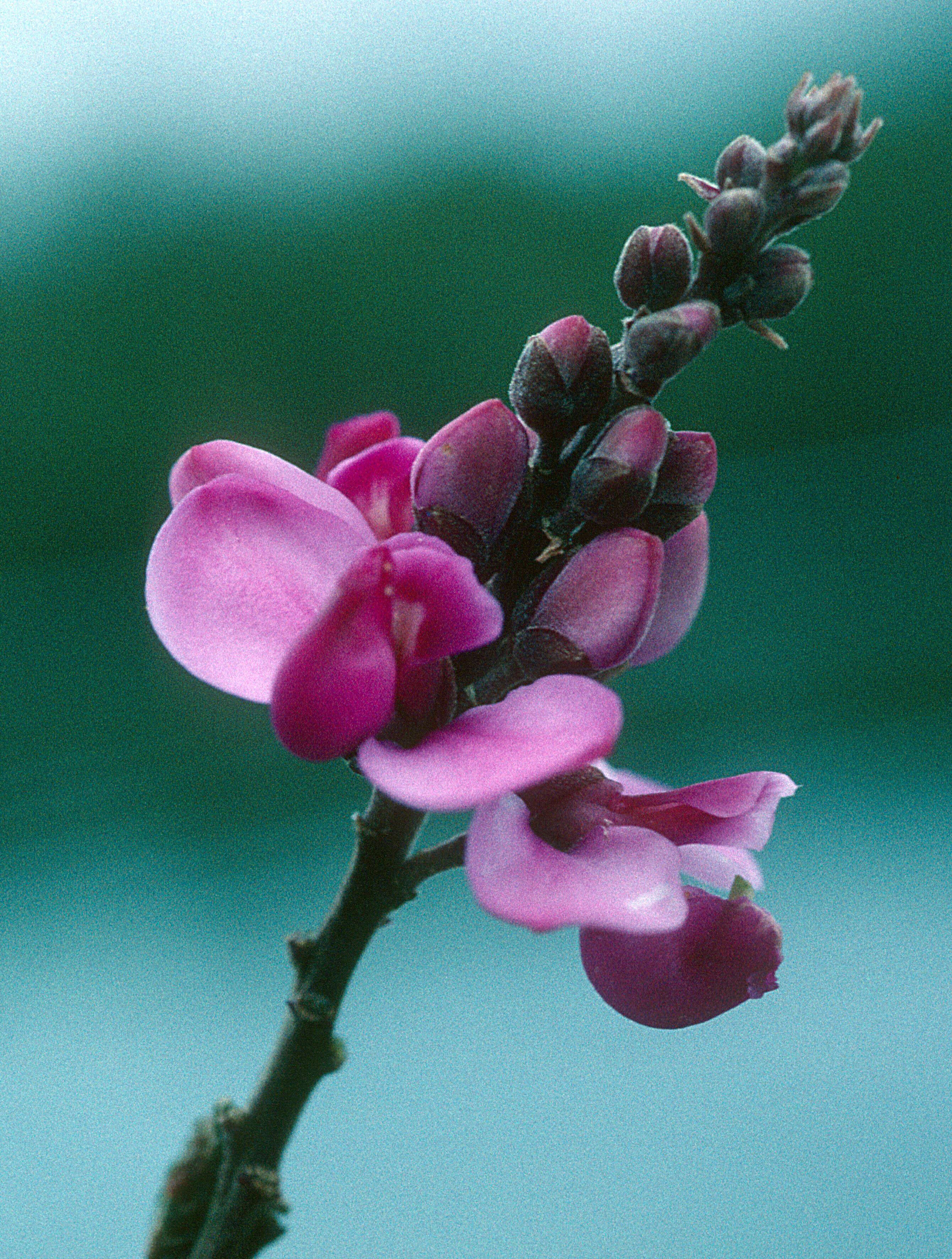 Image of Securidaca longifolia Poepp. & Endl.