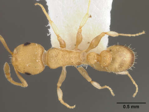 Image of Leptothorax totonicapani Baroni Urbani 1978