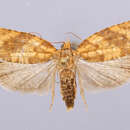 Image of Dichelopa platyxantha Clarke 1986