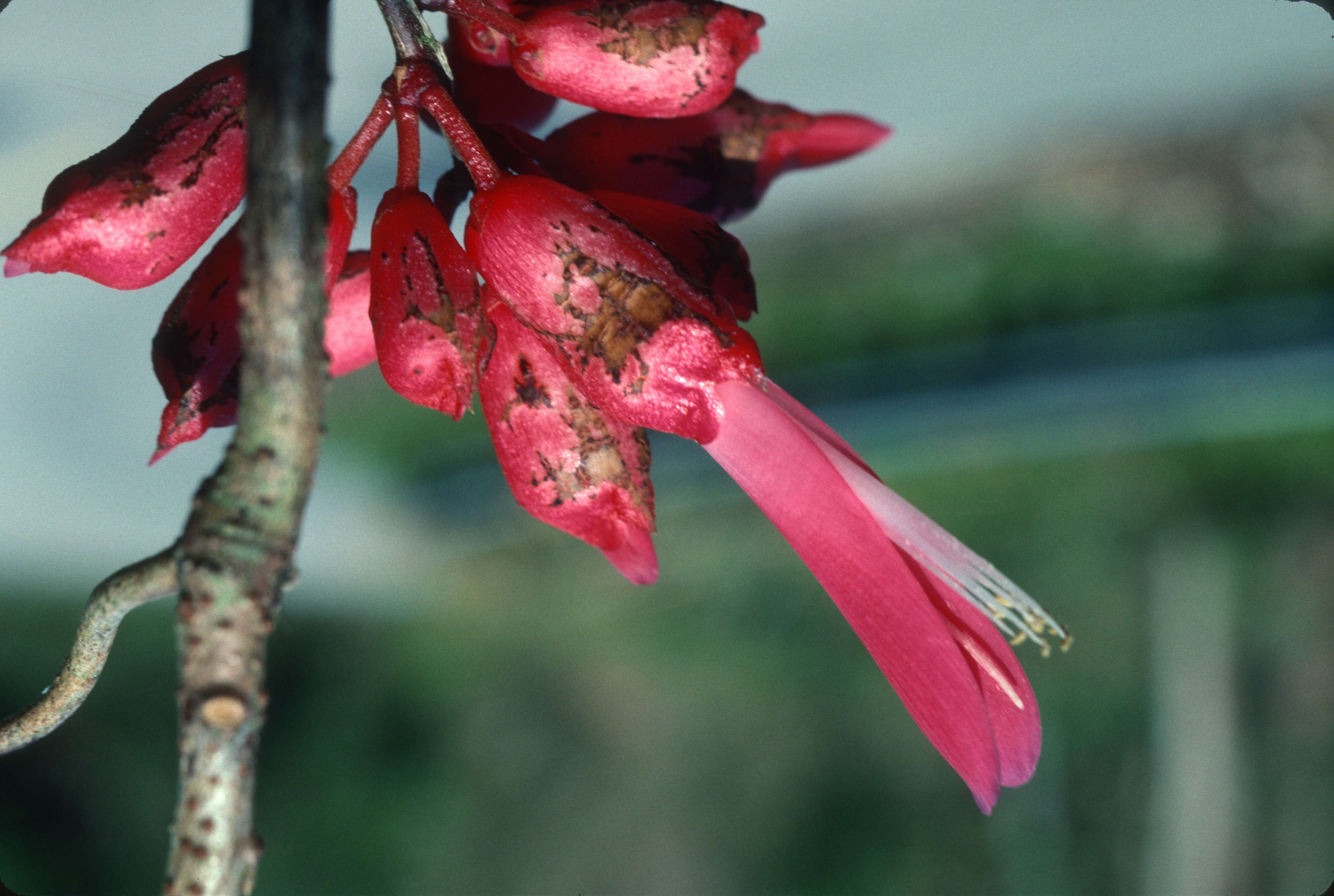 Sivun Rhodopis volubilis (Willd.) L. P. Queiroz kuva