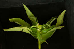 Image de Tradescantia velutina Kunth & C. D. Bouché