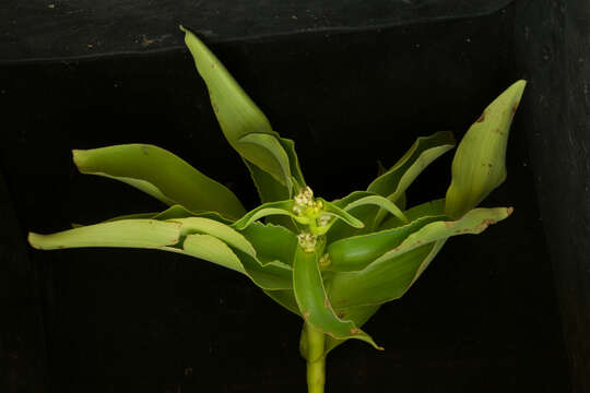 Image de Tradescantia velutina Kunth & C. D. Bouché