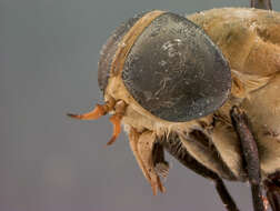 صورة Tabanus fascius Philip 1960