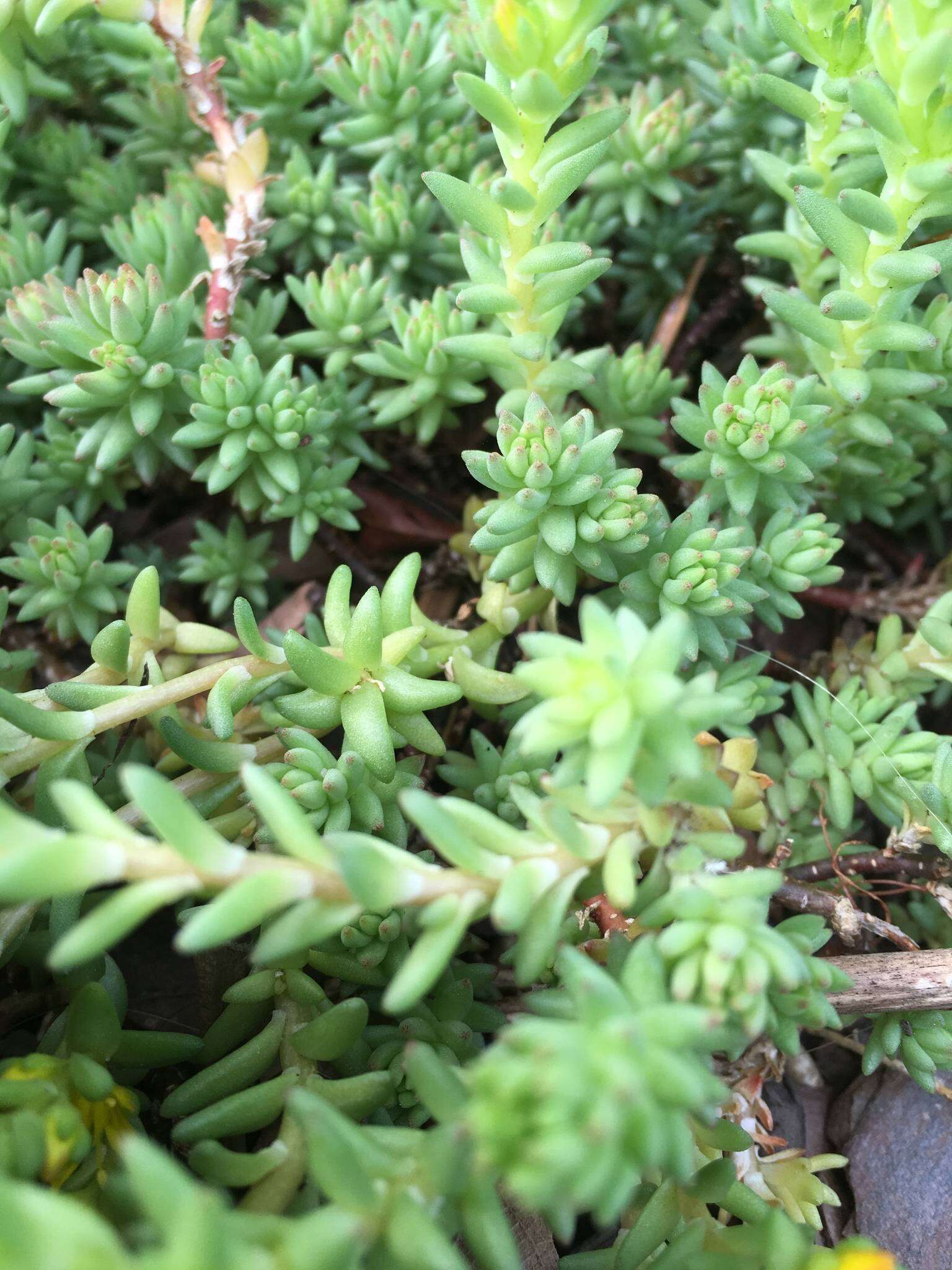 Sedum urvillei DC. resmi