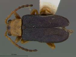 Слика од Phyllobrotica blakeae Hatch 1971