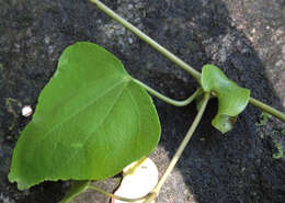 Image of Aristolochia triangularis Cham.