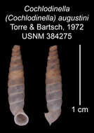 Imagem de Cochlodinella augustini C. Torre & Bartsch 1972