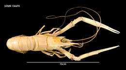 Image of Deep-water Scampi