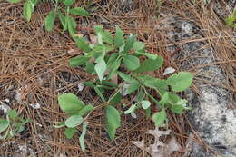 Image de Baptisia cinerea (Raf.) Fernald & B. G. Schub.