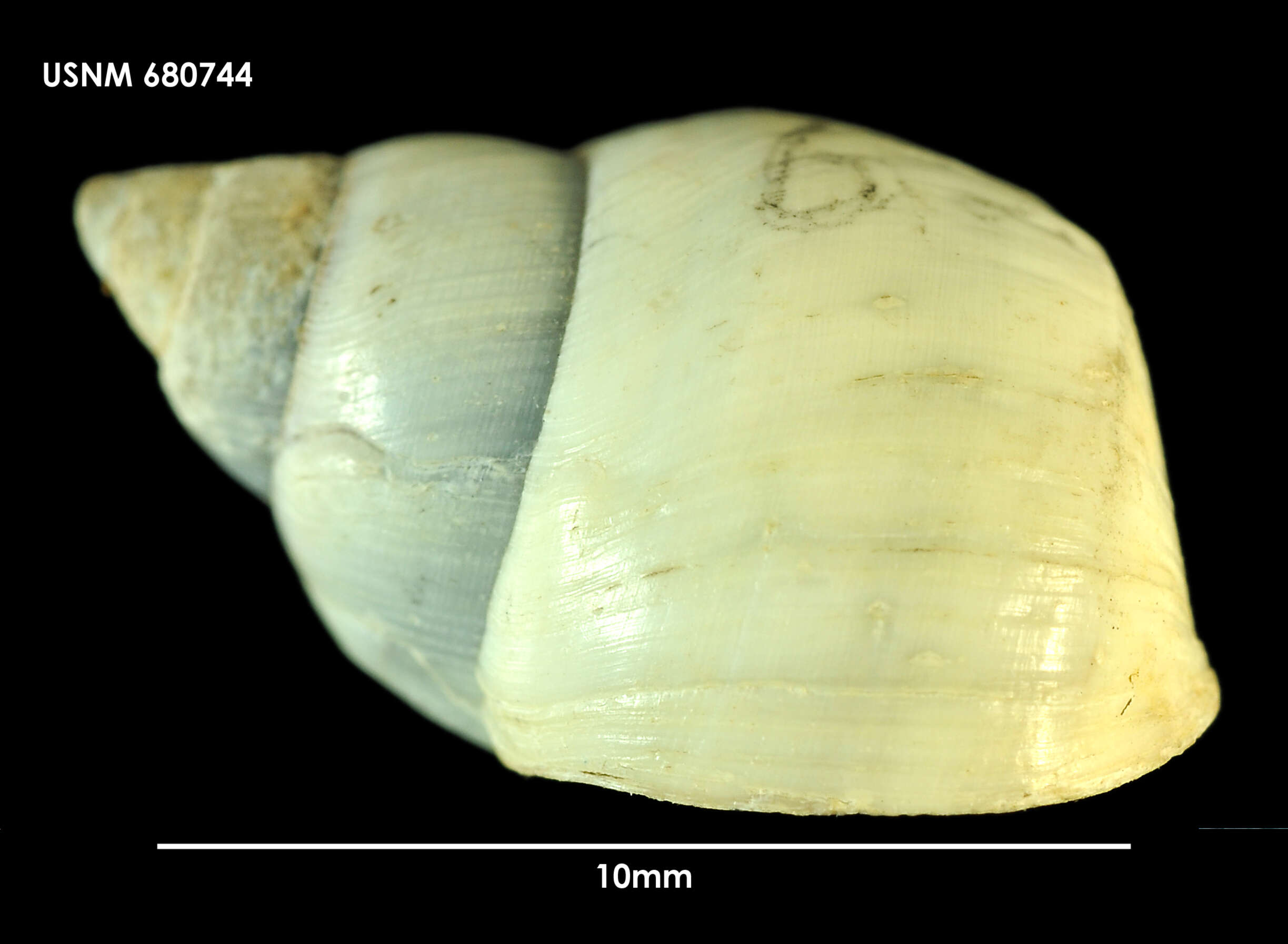 Plancia ëd Nodilittorina fernandezensis