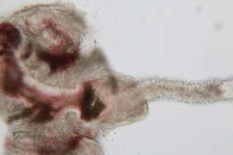 Image of Ototyphlonemertes Diesing 1863