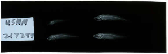 Image of Dwarf gudgeon