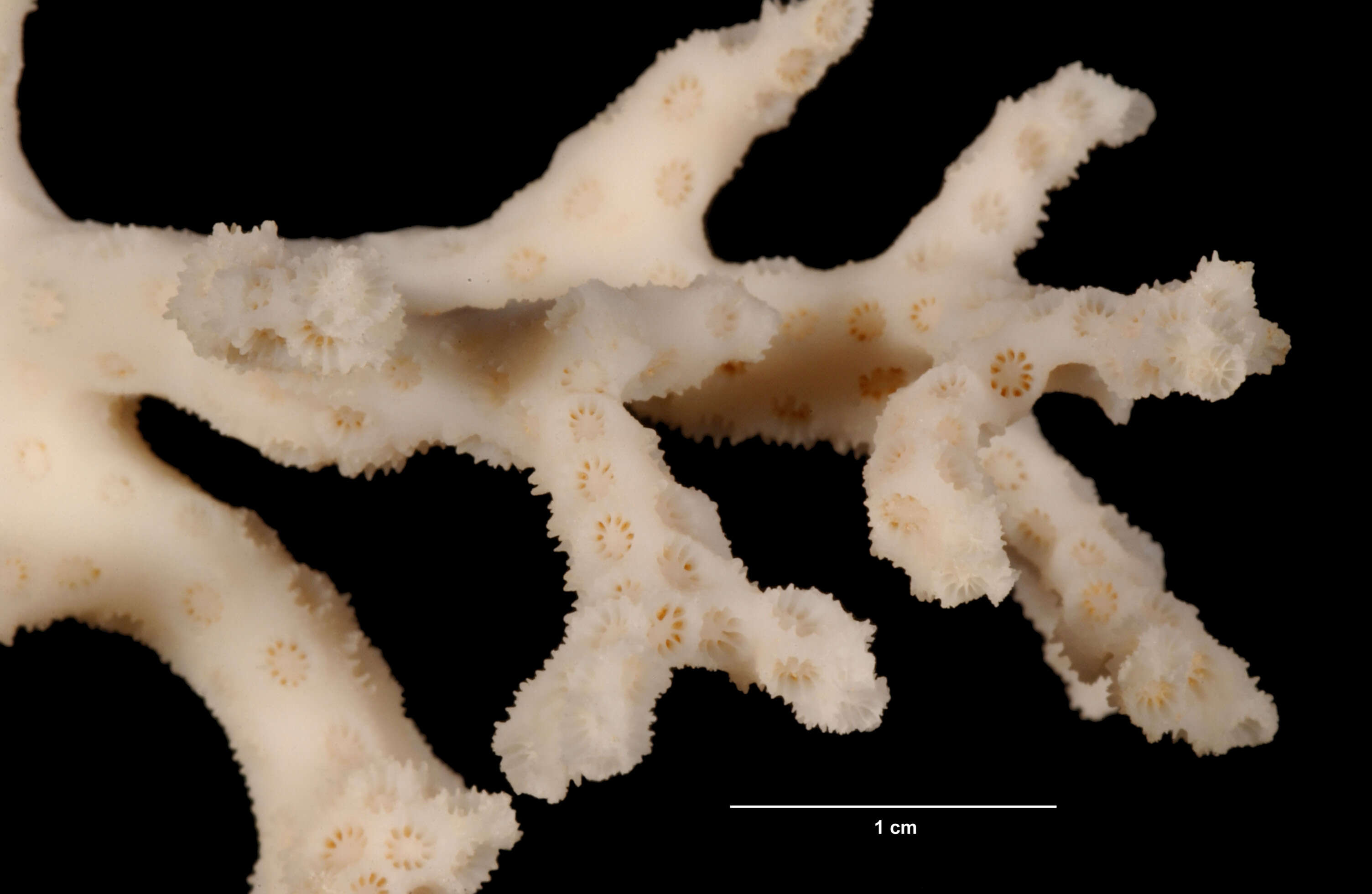Image of star coral