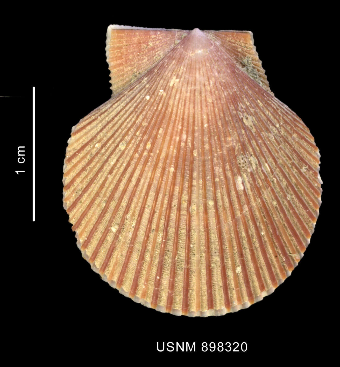 Image of Patagonian scallop