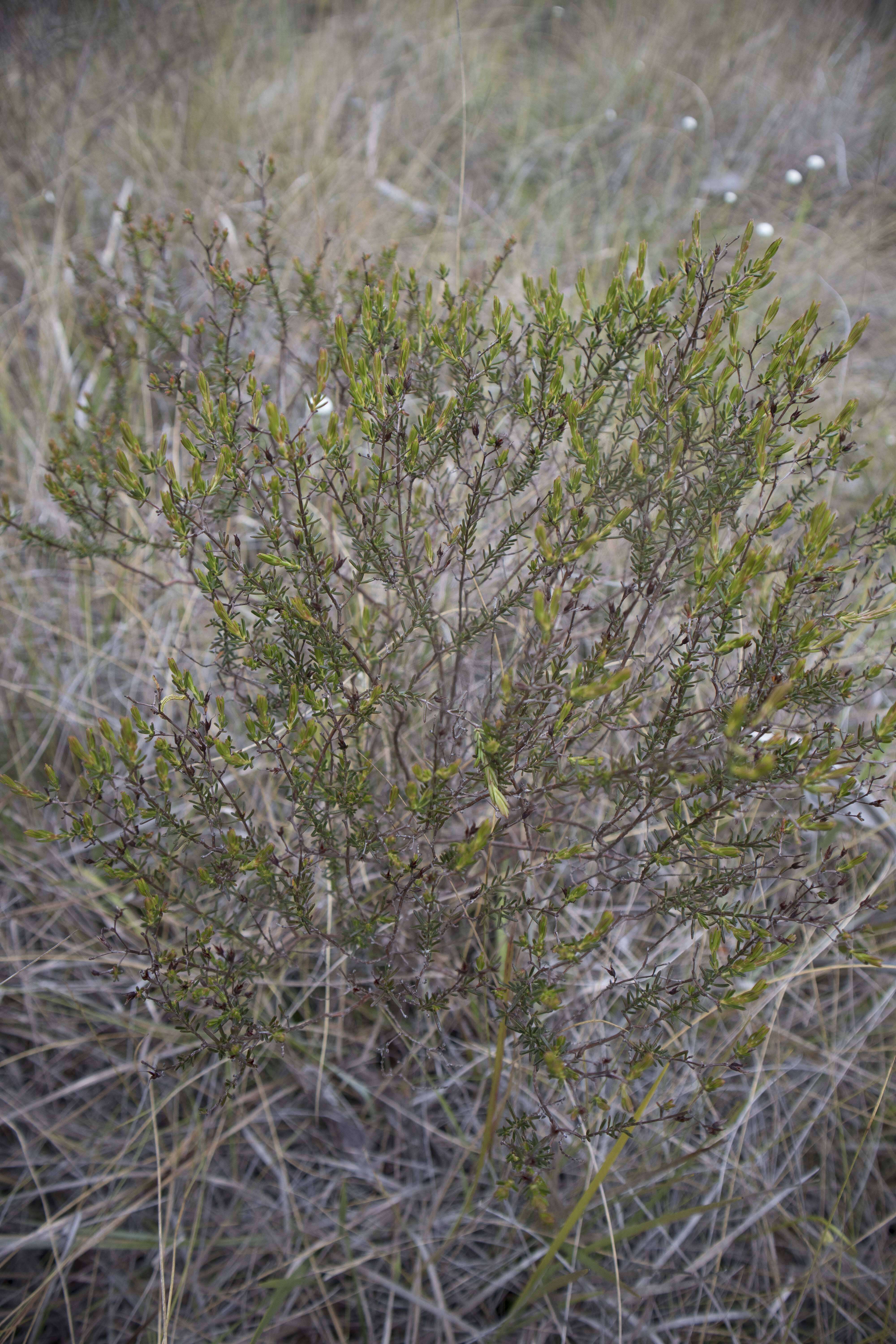 Image de Hypericum brachyphyllum (Spach) Steud.