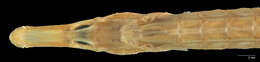 Image of Pipefish