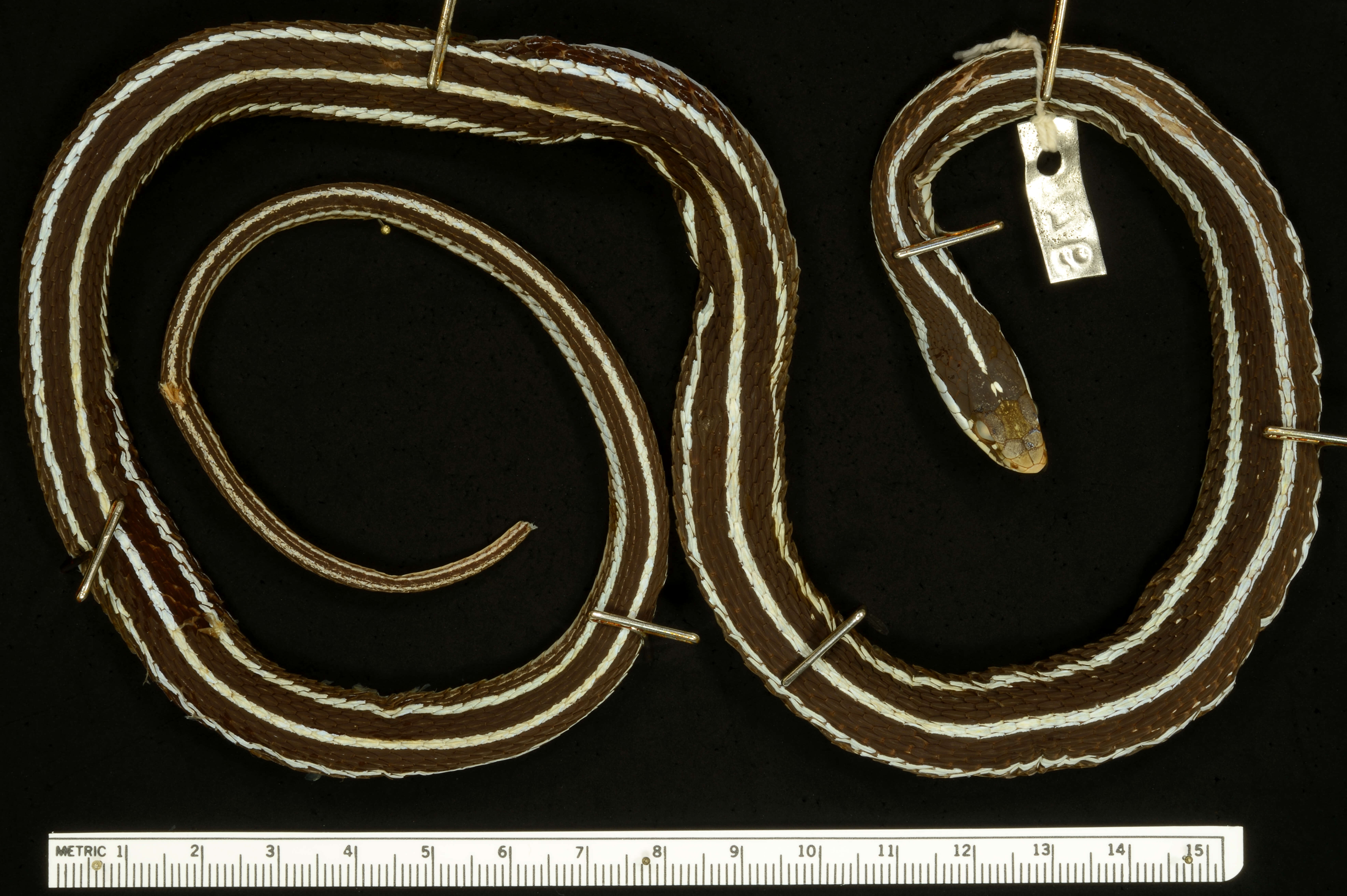 Image of Western Ribbon Snake