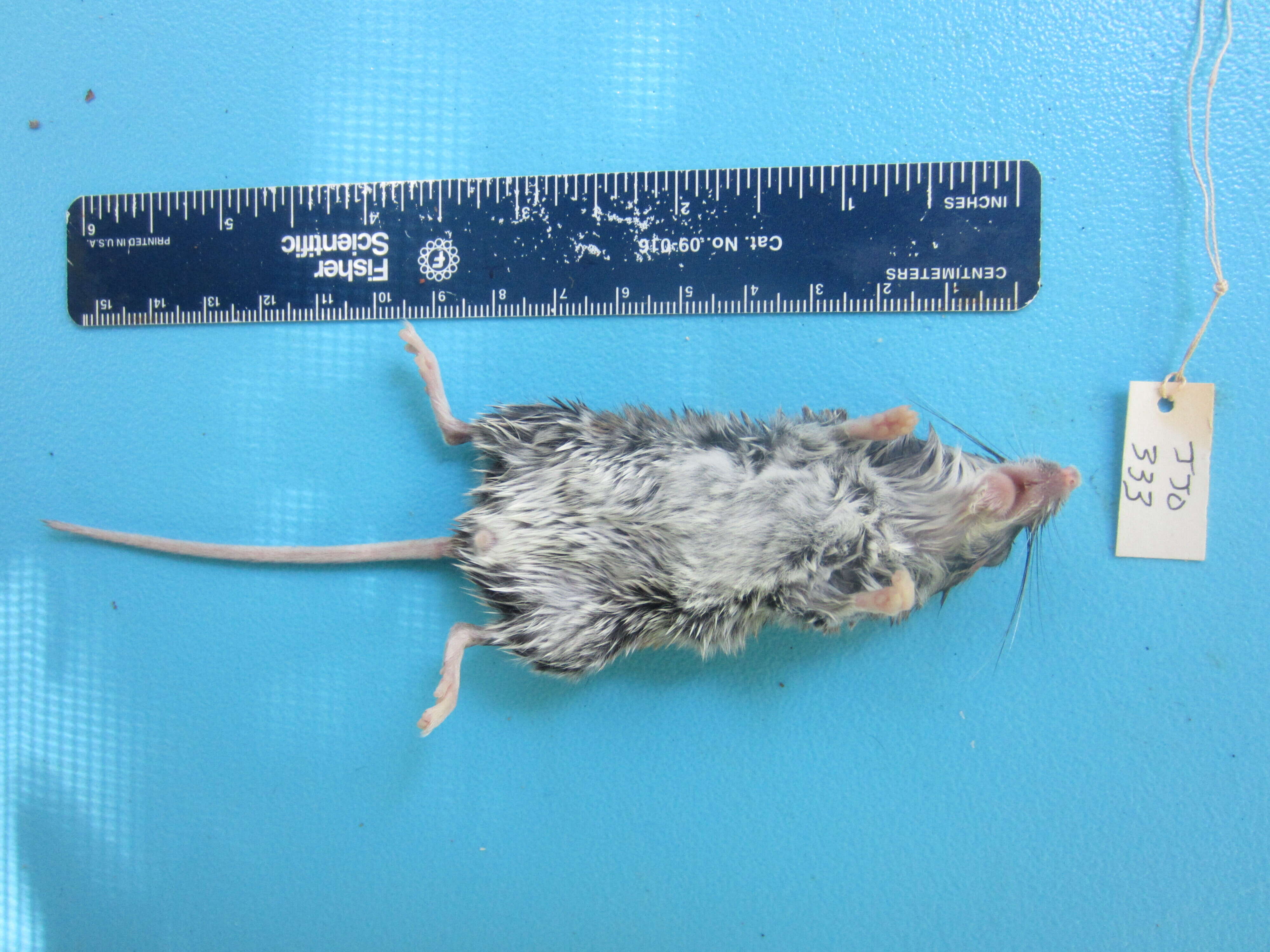 Image of White-footed Deermouse