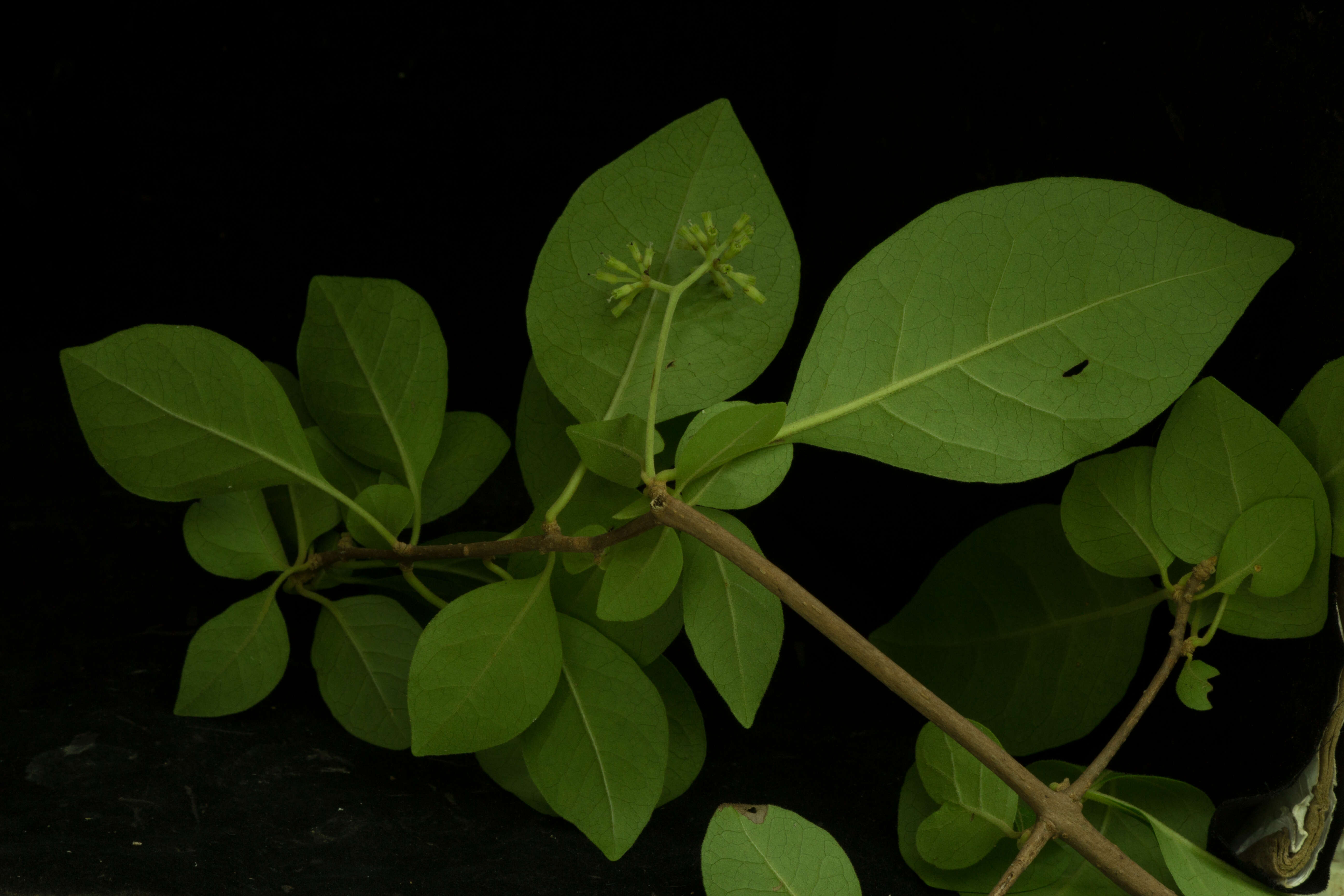 Image of Nyctaginaceae