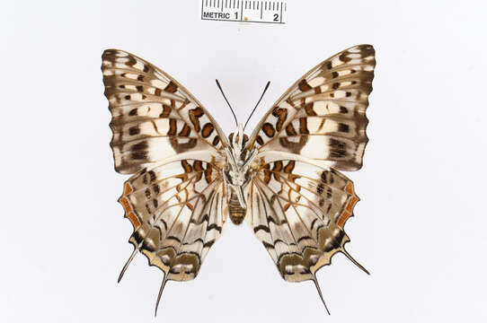 Charaxes cacuthis Hewitson 1863的圖片