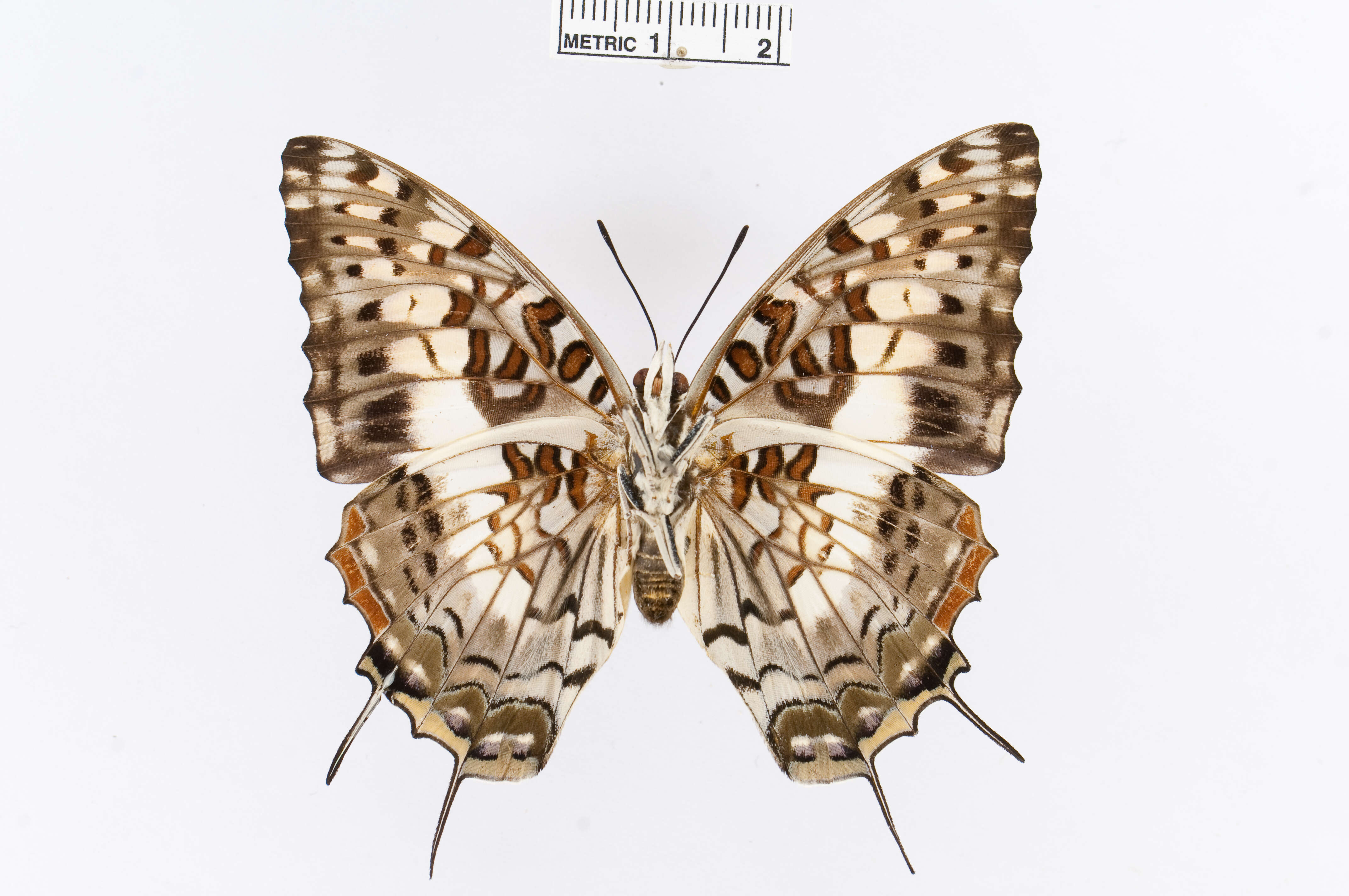 Charaxes cacuthis Hewitson 1863的圖片