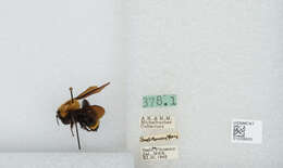 Image of Bombus steindachneri Handlirsch 1888