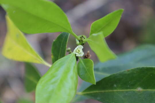 Image of large gallberry