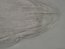 Image of Spinoloricus Heiner & Neuhaus 2007