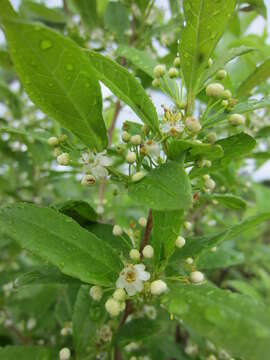 Ilex decidua Walt. resmi