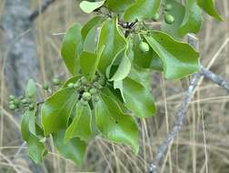 Image of Santalum paniculatum var. paniculatum