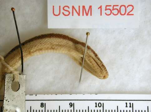 Image of Rosy Boa