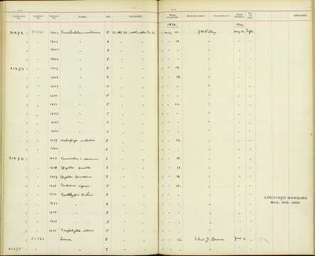 Geothlypis trichas typhicola Burleigh 1934 resmi