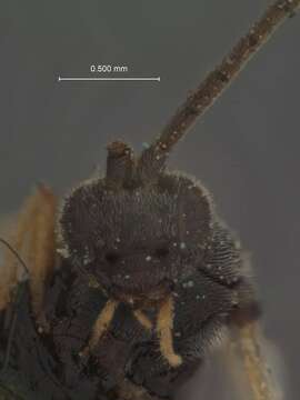 Image of Microplitis melianae Viereck 1911