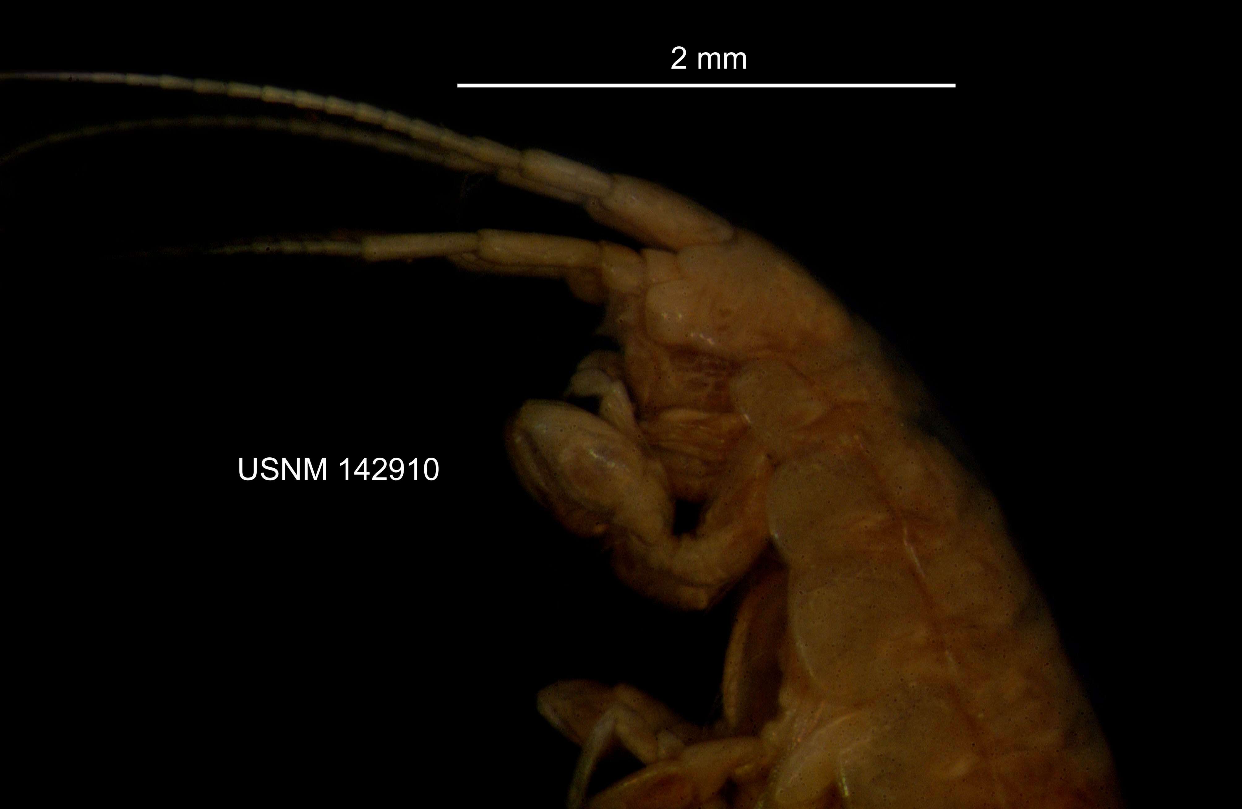 Image of <i>Stygobromus tenuis potomacus</i> (Holsinger 1967)